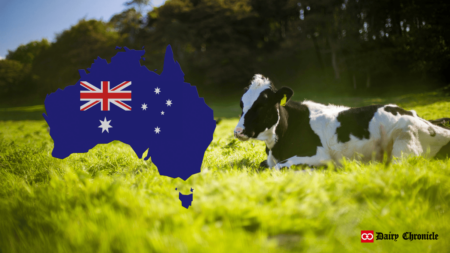 Australia flag with a cow sitting in an open yard, symbolizing the resilience of the country's dairy sector despite forecasted price drops.