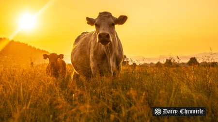 A cow standing in a green field, representing sustainable farm energy.