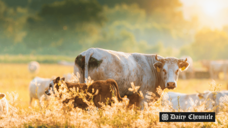 Irish farmer standing in a dairy farm with cows.