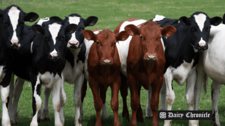 A group of cows in a hot environment.