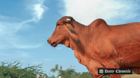 A cow standing in a dairy farm, representing the municipal crackdown on Indian dairy farmers for environmental violations.