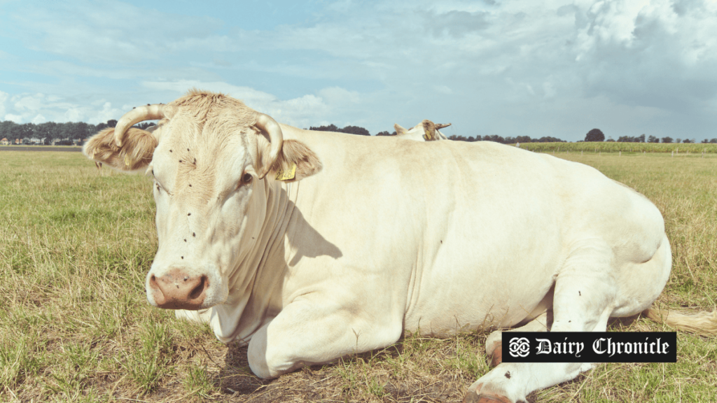US dairy sector faces decline amid rising farm consolidation trends in 2025.