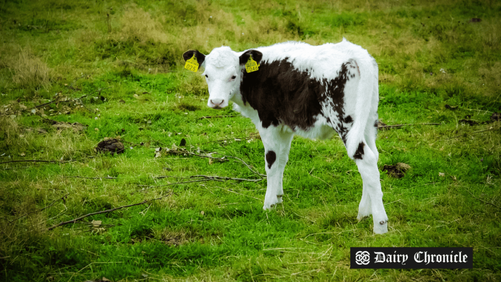 Impact of retained placenta in dairy cows on India's farming industry.