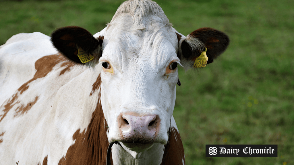 Ukraine dairy processors expected loss of USD 27 million in 2024