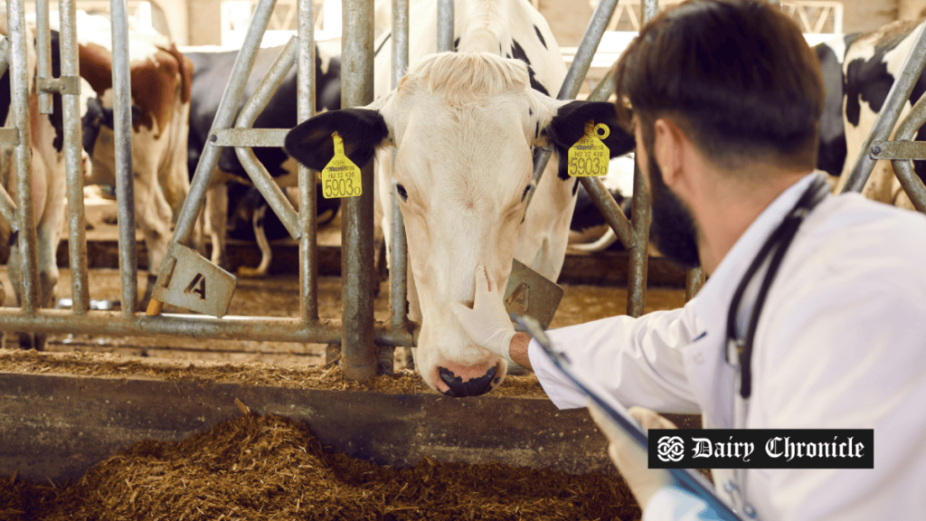 Nepalese farmers struggle as the dairy crisis worsens due to government inaction.
