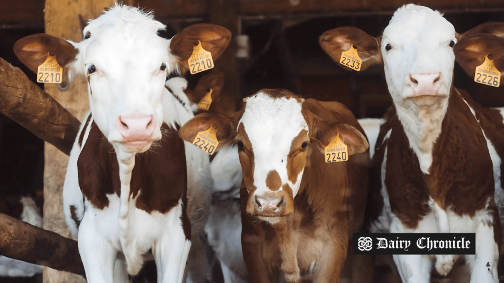 Innovative dairy farming device developed after 10 months of research.